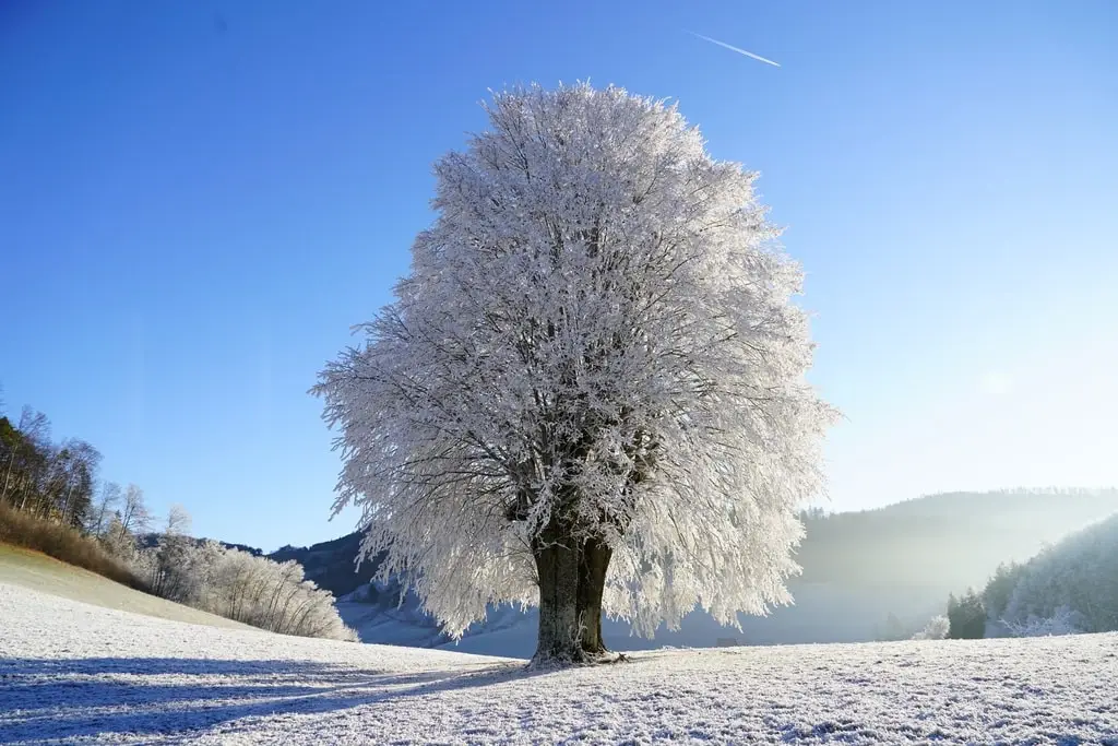 Nature