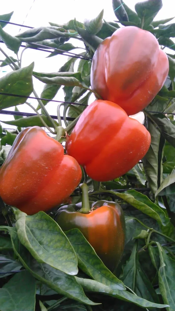 plant-farm-fruit-flower-food-pepper